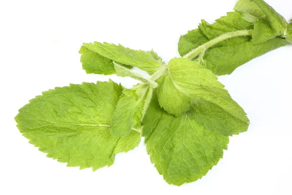 Apple mint green herb — Stock Photo, Image