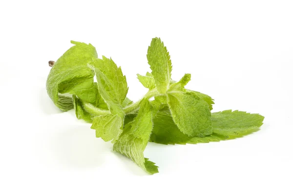 Apple mint green herb Stock Photo