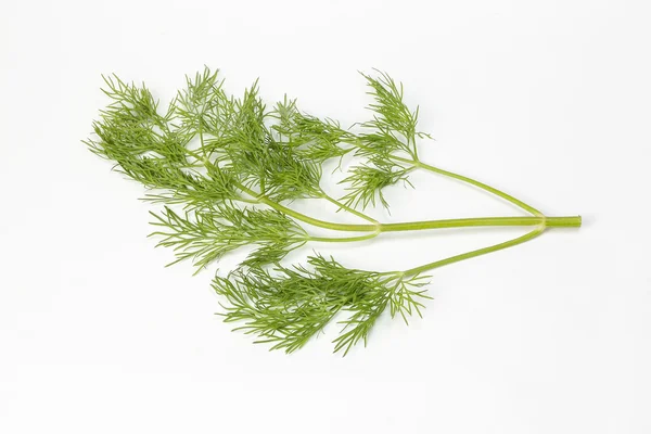 Dill grünes Kraut — Stockfoto