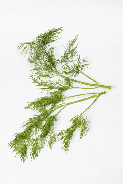 Koperek zielony zioło — Zdjęcie stockowe