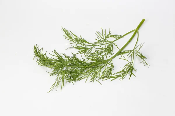 Dill grünes Kraut — Stockfoto