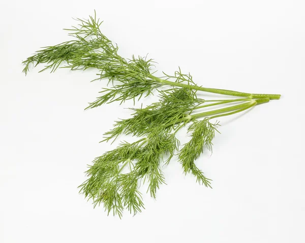 Koperek zielony zioło — Zdjęcie stockowe