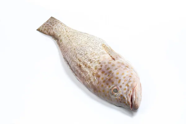 Poisson mérous nettoyé écaillé — Photo