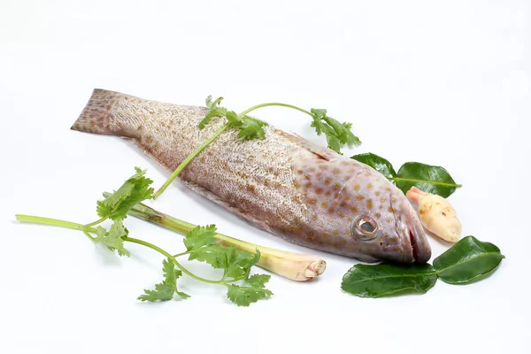 Grouper pescado a escala limpia —  Fotos de Stock