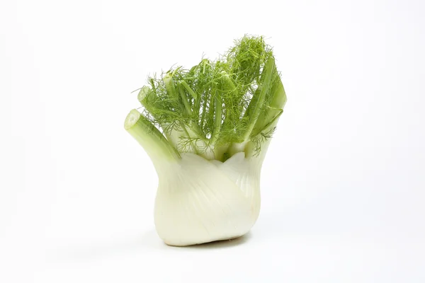 Édeskömény zöld növény fehér gyökér — Stock Fotó