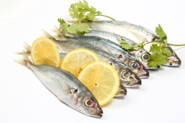 Sardalya sardalya ringa balığı