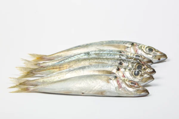 Sardine sardines haring vis — Stockfoto