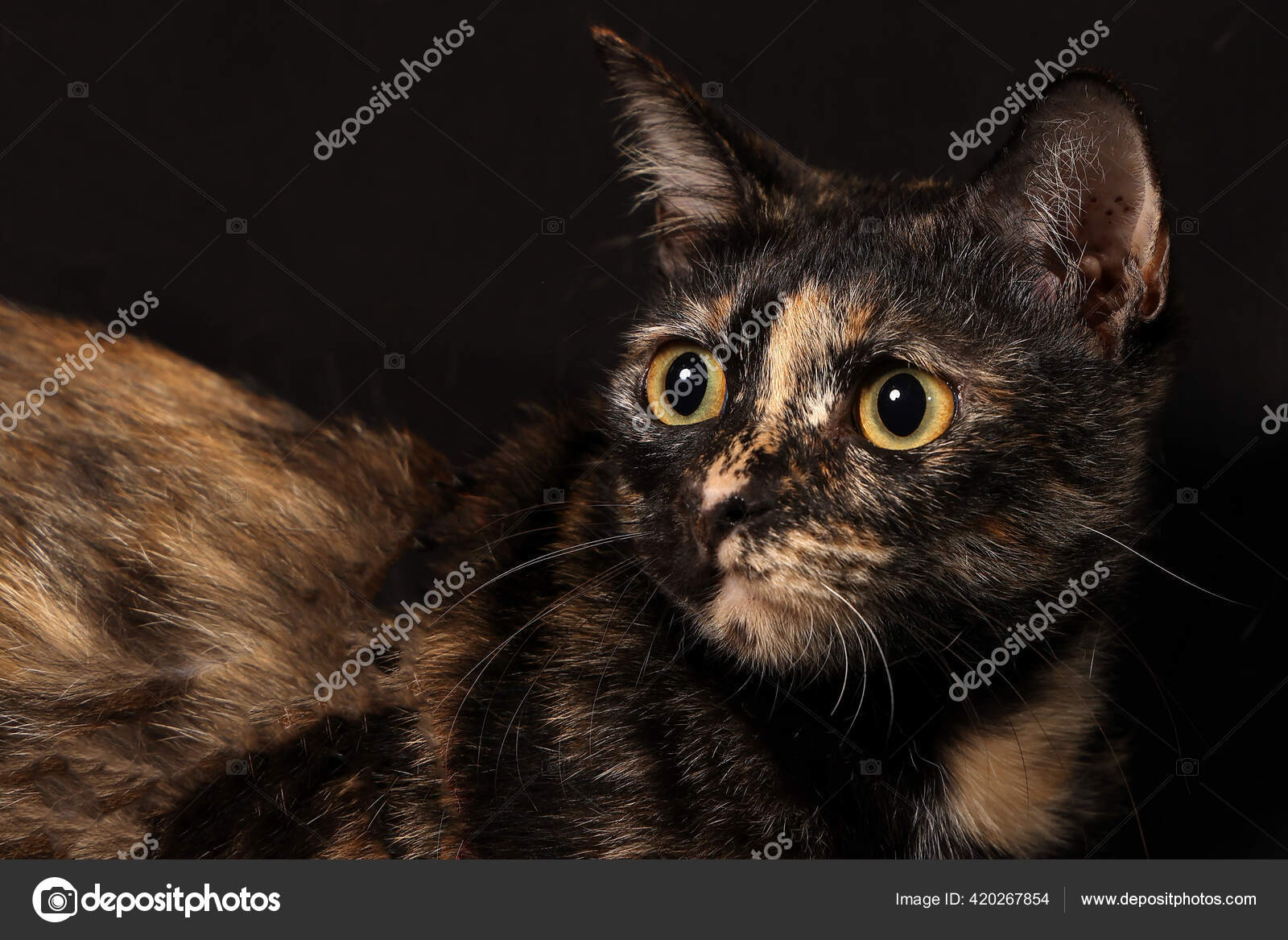 Kucing Hitam Campuran Abu Abu Berwarna Hitam Duduk Terlihat Latar Stok Foto C Oqba 420267854