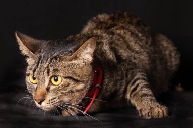 Gri siyah çizgili kedi. Siyah arka plana bak.