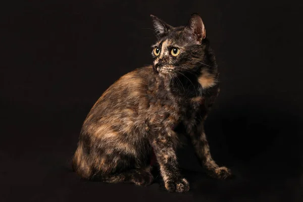 Szary Pomarańczowy Czarny Mix Kolor Kot Siedzieć Patrzeć Czarne Tło — Zdjęcie stockowe