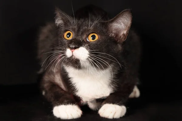 Gris Blanco Gato Sentarse Mirada Negro Fondo —  Fotos de Stock