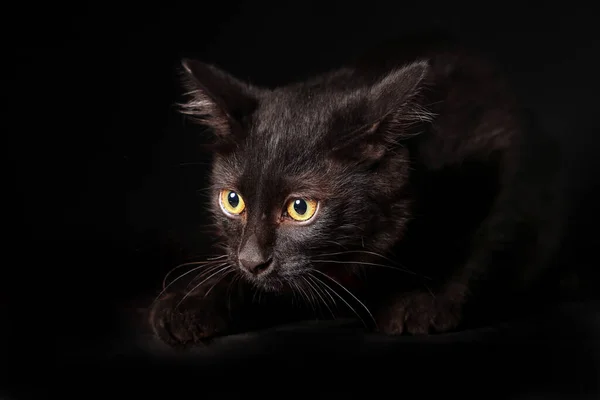 Gato Negro Brillante Ojo Sentarse Negro Fondo —  Fotos de Stock