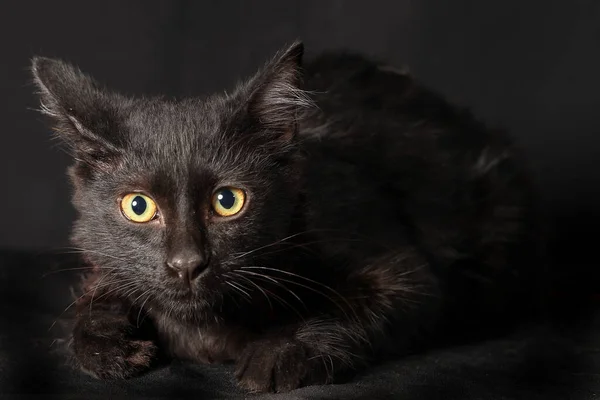 Gato Negro Brillante Ojo Sentarse Negro Fondo —  Fotos de Stock