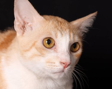 turuncu beyaz kedi siyah arka planda oturuyor