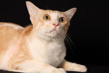 turuncu beyaz kedi siyah arka planda oturuyor