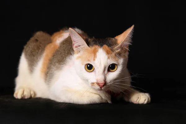 American Wirehair Domestic Cat Adult Sitting Black Background Stock Photo By C Slowmotiongli