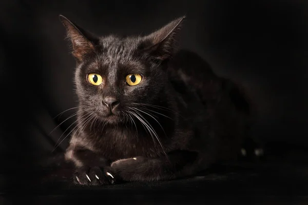 Μαύρη Γάτα Λαμπερό Μάτι Κάθονται Μαύρο Φόντο — Φωτογραφία Αρχείου