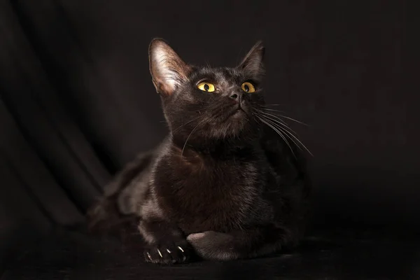 Black Cat Glowing Eye Sit Black Background — Stock Photo, Image