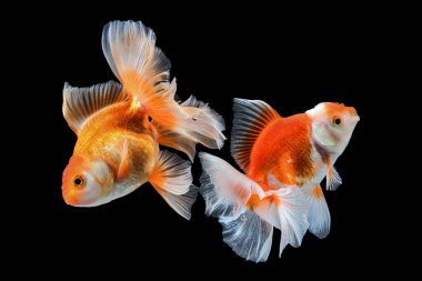 Siyah zemin üzerinde akvaryum suyunda yüzen uzun, çiçekli kuyruklu sarı altın balıklı ev hayvanı.