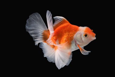 Siyah zemin üzerinde akvaryum suyunda yüzen uzun, çiçekli kuyruklu sarı altın balıklı ev hayvanı.