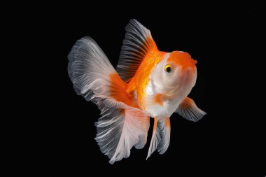 Siyah zemin üzerinde akvaryum suyunda yüzen uzun, çiçekli kuyruklu sarı altın balıklı ev hayvanı.