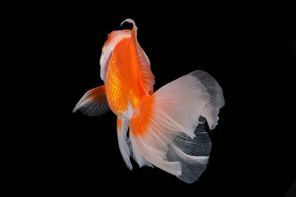 Pet yellow white gold fish with long flowery wave tail swimming in aquarium water on black background