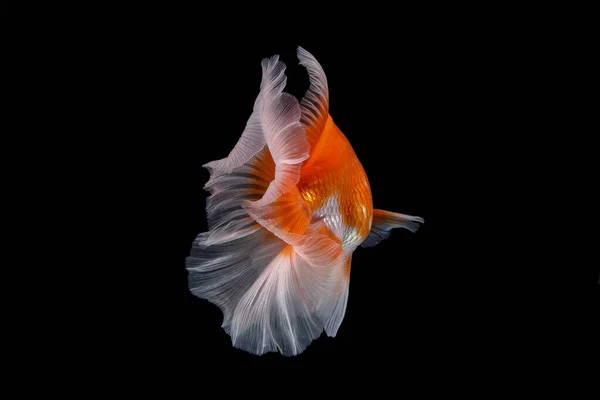 Pet Yellow White Gold Fish Long Flowery Wave Tail Swimming — Stock Photo, Image