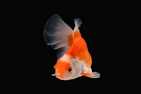 Haustier Gelb Weißer Goldfisch Mit Langem Geblümten Wellenschwanz Schwimmt Aquarienwasser — Stockfoto