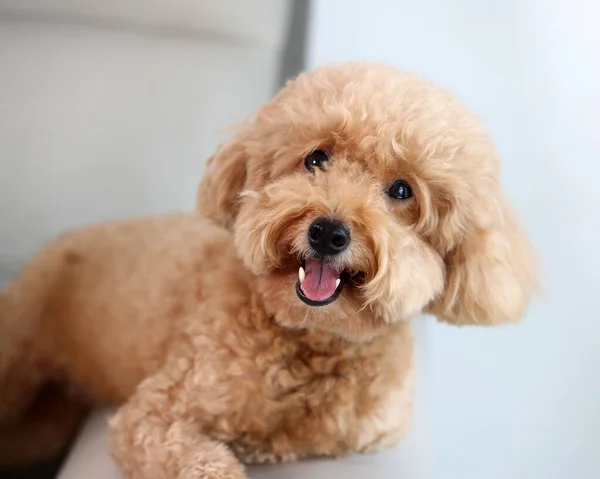 Kleiner Brauner Hund Schaut Glücklich Die Kamera — Stockfoto