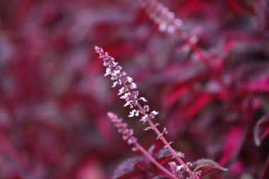 Uzun kırmızı beyaz çiçek
