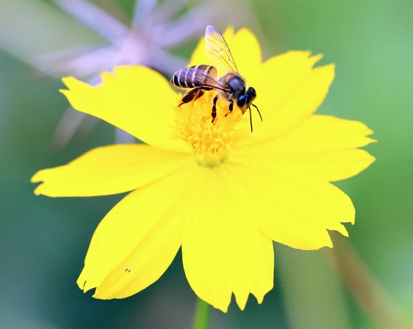 Abeja de miel en flor amarilla —  Fotos de Stock