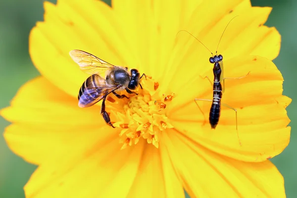 Mantis e abelha em flor amarela — Fotografia de Stock