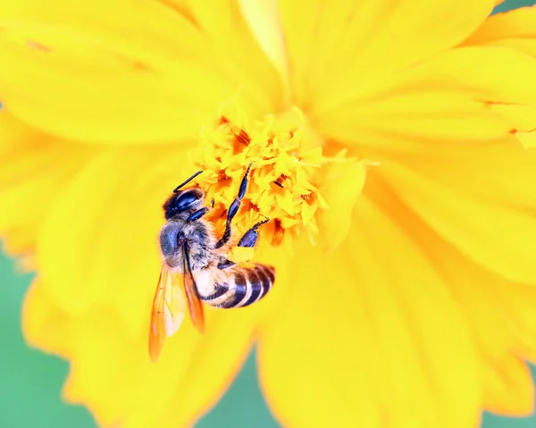Honingbij op gele bloem — Stockfoto