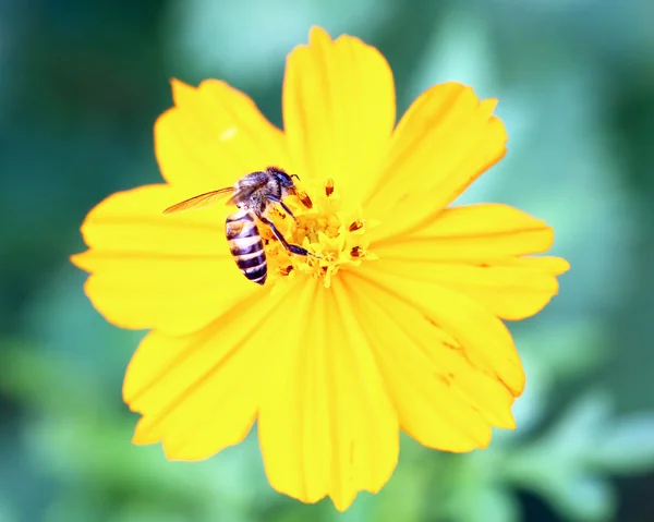 Abeja de miel en flor amarilla —  Fotos de Stock