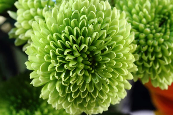 Chrysant bloem groen kleine — Stockfoto