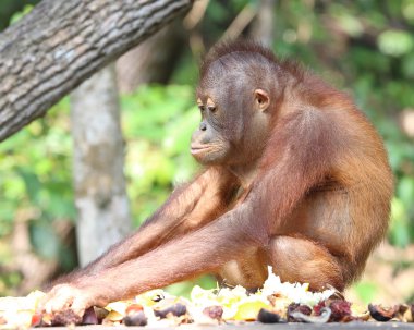Rehabilitasyon sanctuary, vahşi Orangutan