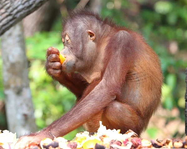 Orangután salvaje en santuario de rehabilitación — Foto de Stock