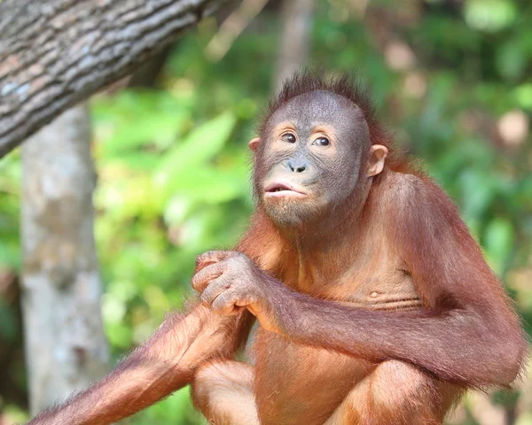 Wilder Orang-Utan im Reha-Schutzgebiet — Stockfoto