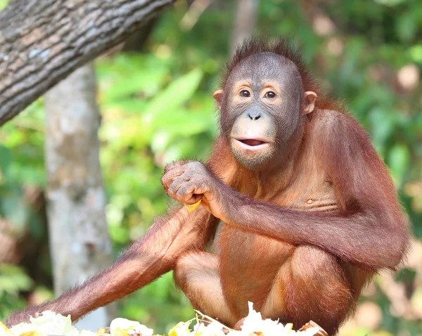 Wild orang-oetan op rehabilitatie sanctuary — Stockfoto