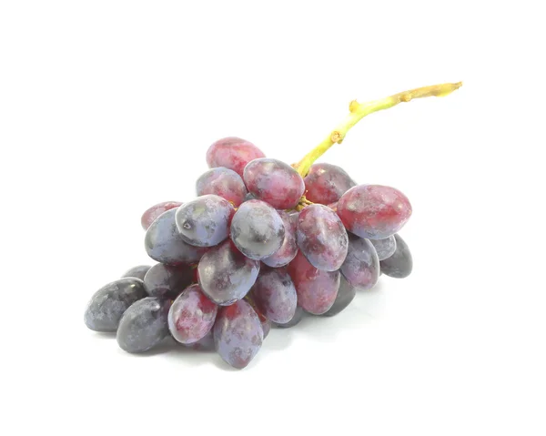 Ramo de uva negra — Foto de Stock