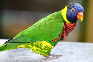 Gökkuşağı Lori kuş