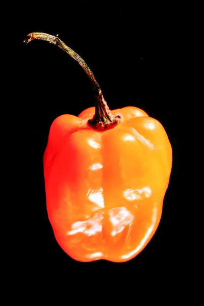 Orange habanero chilli pepper — Stock fotografie