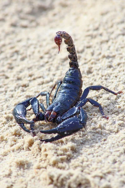 Um escorpião na areia com garras e picada — Fotografia de Stock