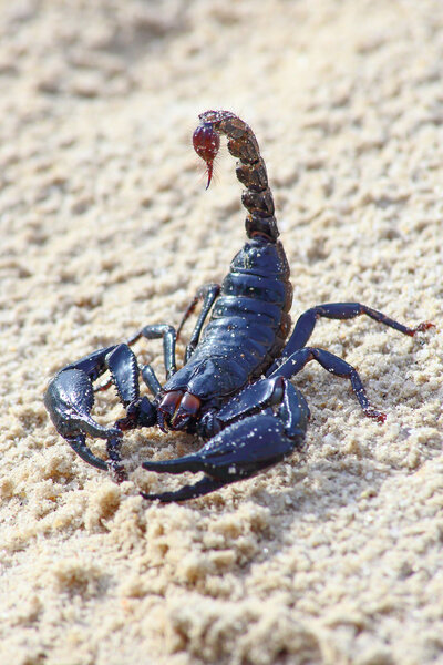 One Scorpion on sand with claws and sting 