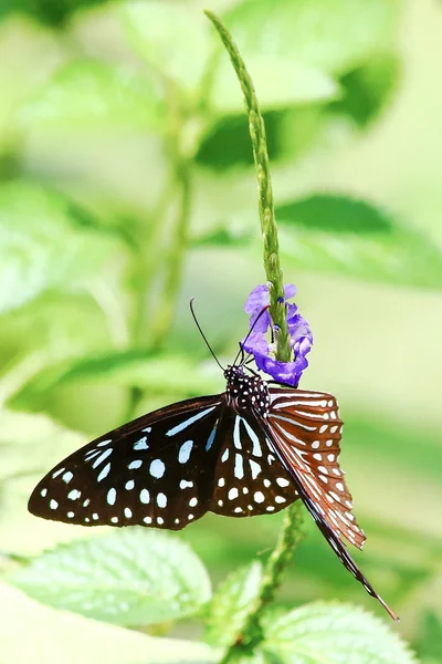 Witte plek over zwart vlinder — Stockfoto
