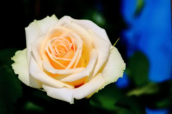 Rosa gialla fiore — Foto Stock