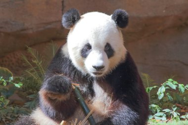 Siyah ve Beyaz Dev Panda