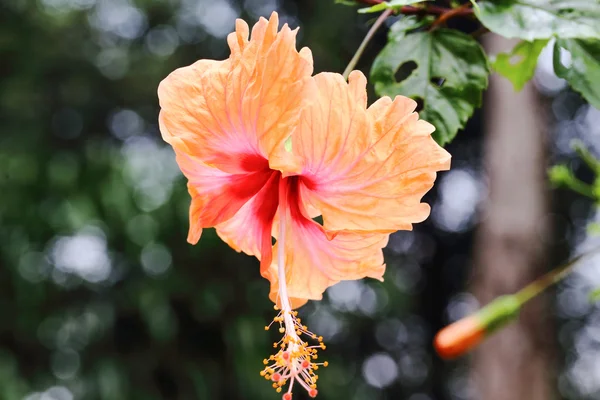 Amarillo Naranja Hibiscus Flowe —  Fotos de Stock