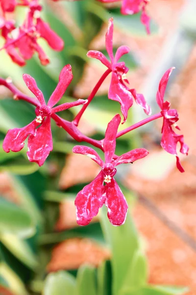Ljust röd orkidé blomma — Stockfoto