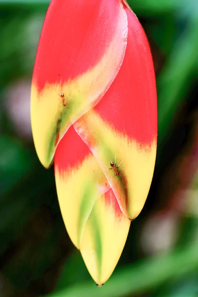 빨간색 노란색 heliconia 꽃 — 스톡 사진